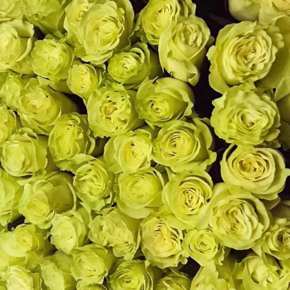 Meet your Posher, Aroob